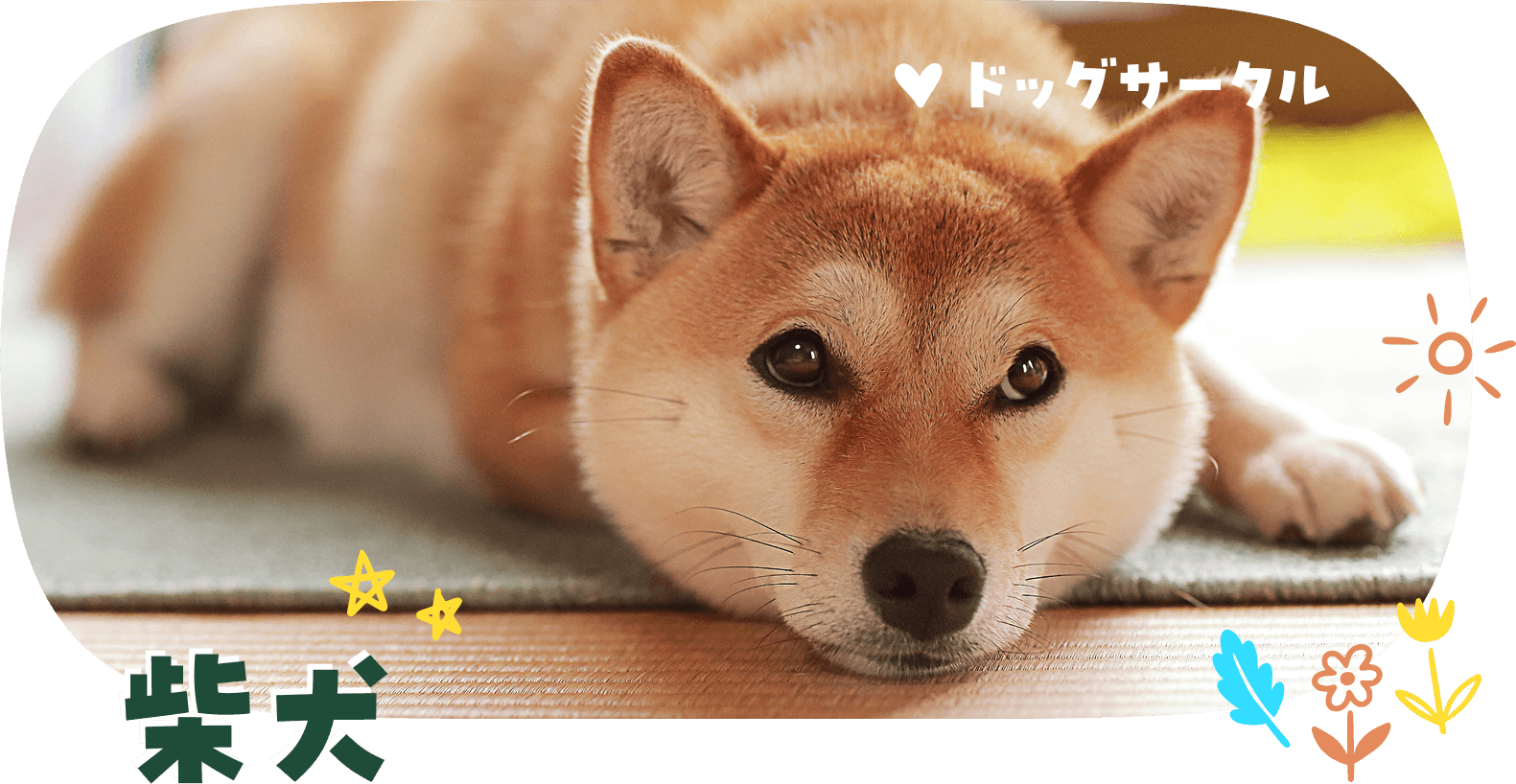 柴犬