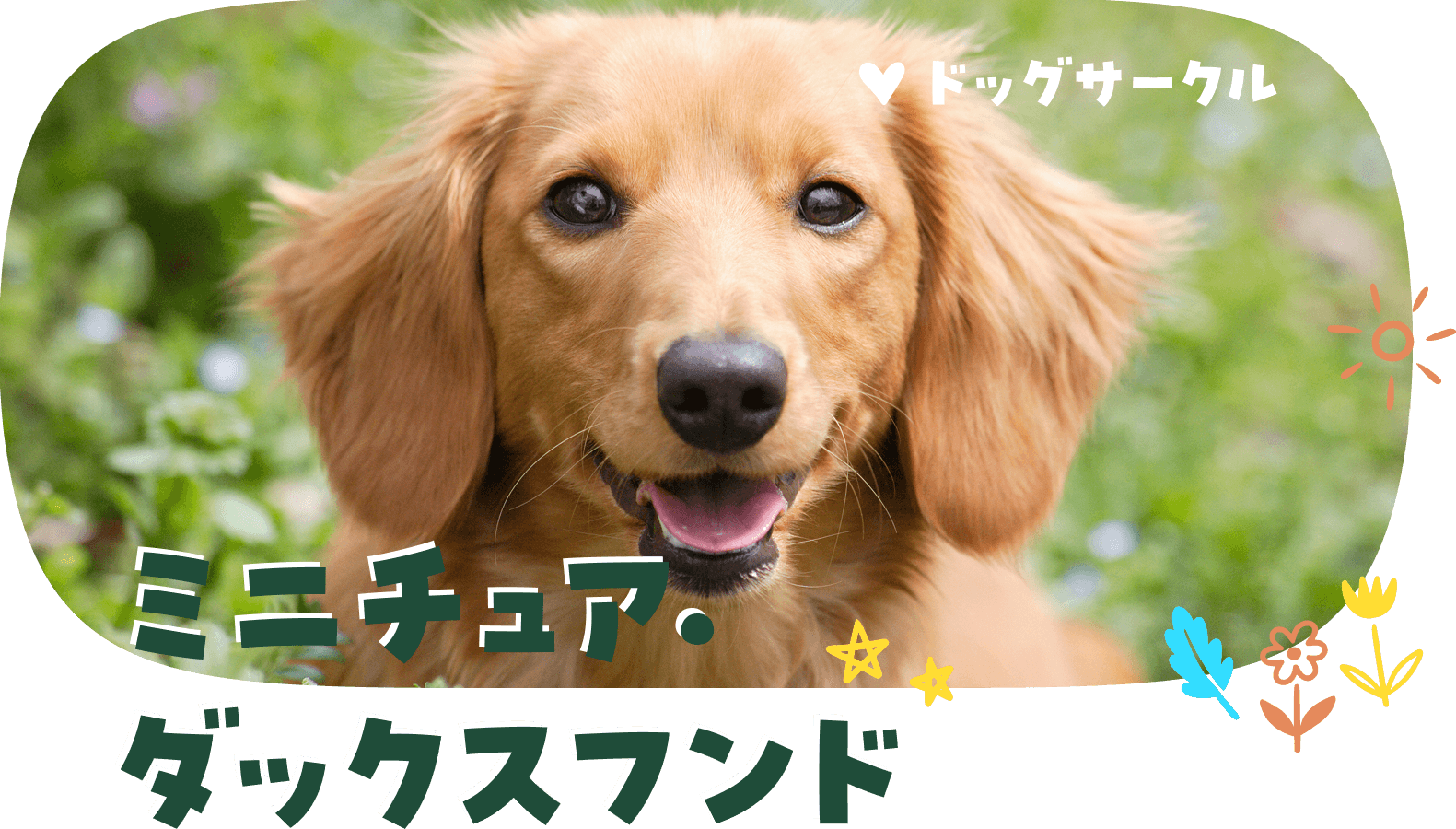 ミニチュア・ダックスフント