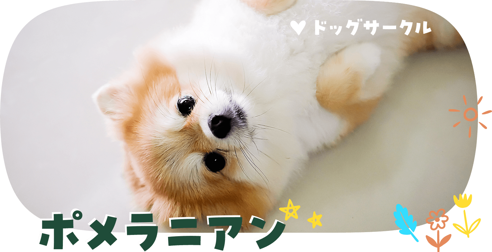 ポメラニアン