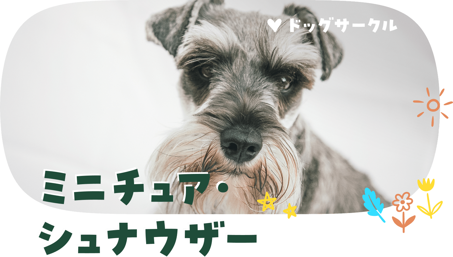 ミニチュア・シュナウザー