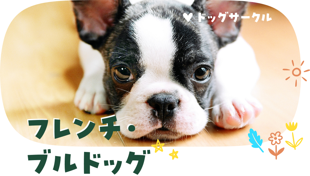 フレンチ・ブルドッグ