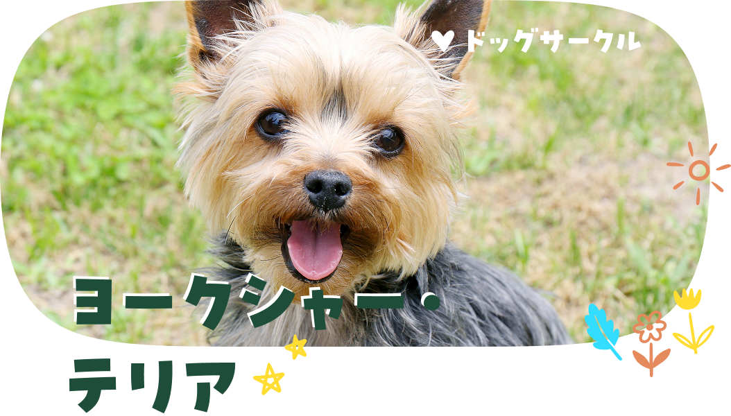 ヨークシャー・テリア