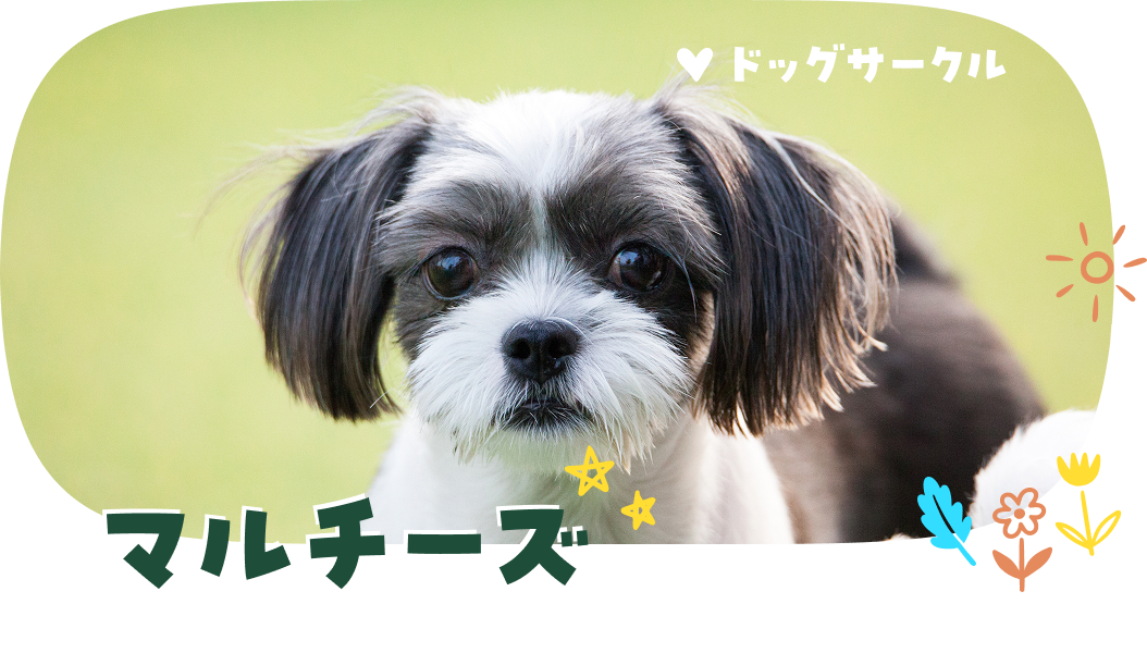マルチーズ