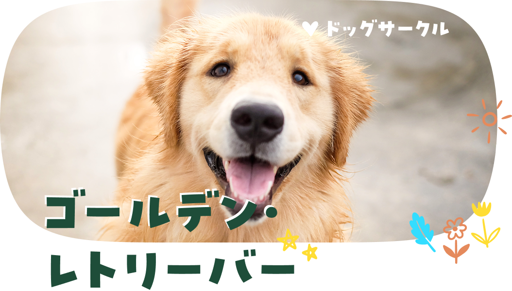 ゴールデン・レトリーバー