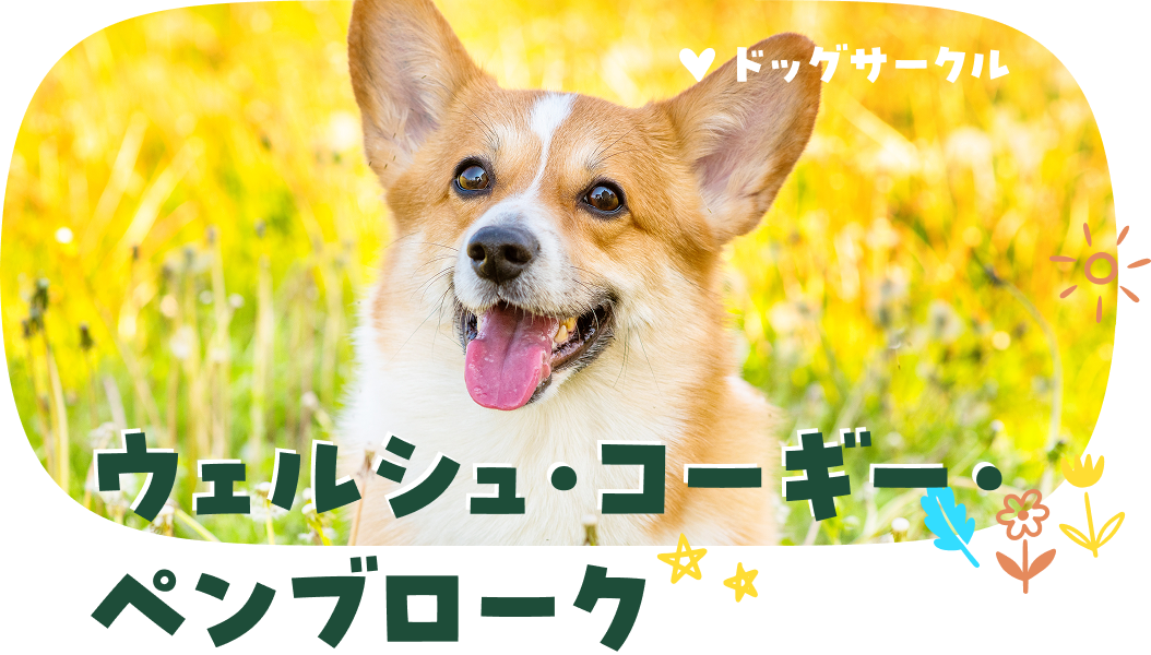 ウェルシュ・コーギー・ペンプローク