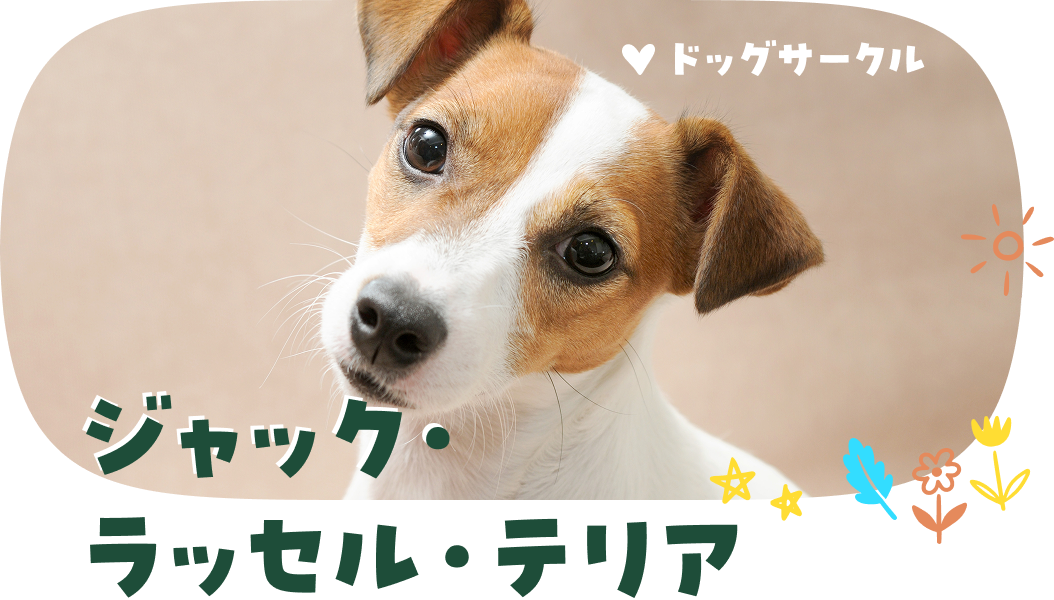 ジャック・ラッセル・テリア