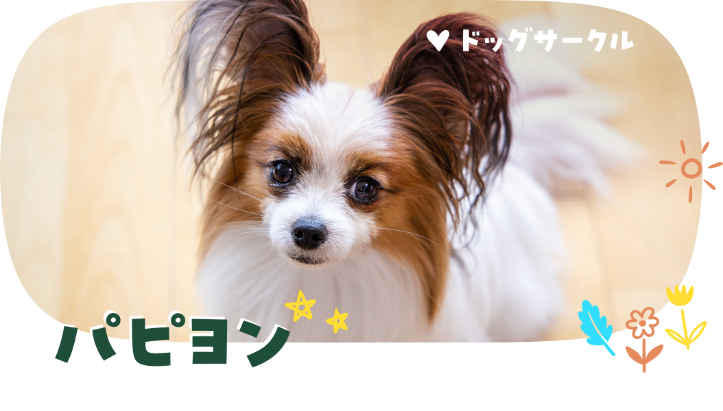 パピヨン