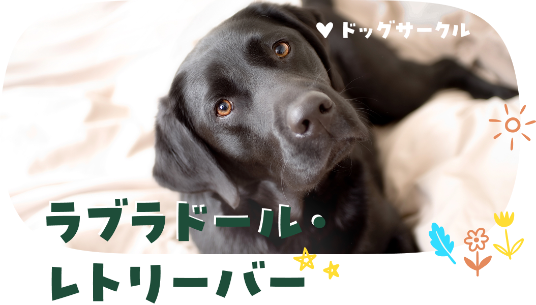 ラブラドール・レトリーバー