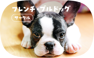 フレンチ・ブルドッグ