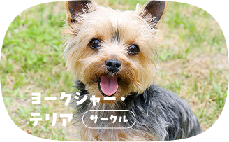 ヨークシャー・テリア