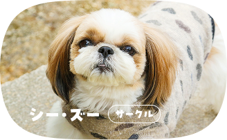シー・ズー