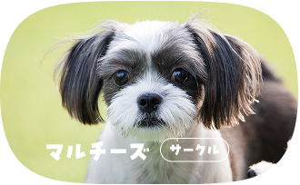 マルチーズ