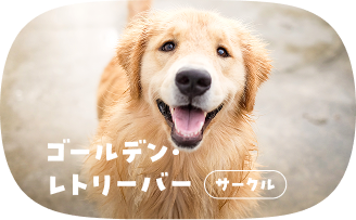 ゴールデン・レトリーバー