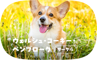 ウェルシュ・コーギー・ペンブローク