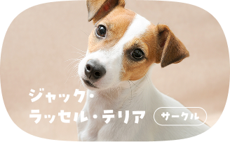 ジャック・ラッセル・テリア