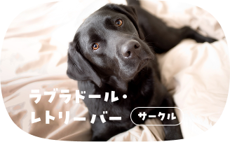 ラブラドール・レトリーバー