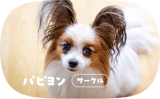 パピヨン