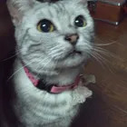 ふうちゃん