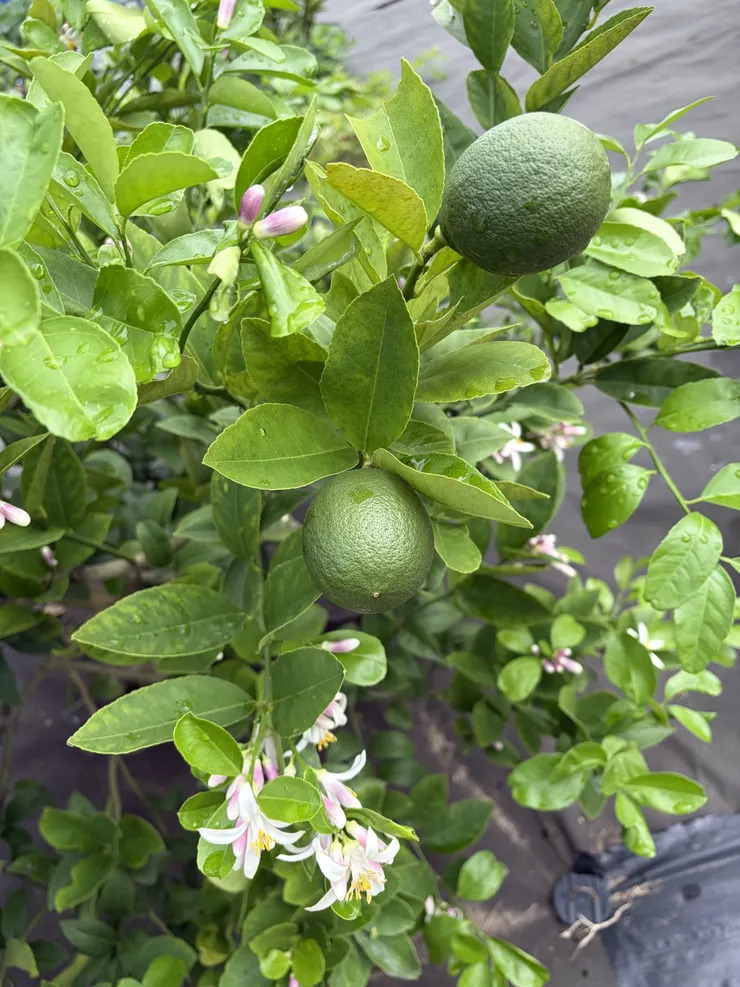 レモン🍋 良く咲くなぁー🌸