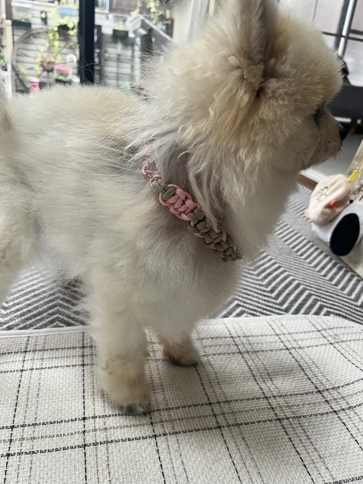この子のおうちオシャレ