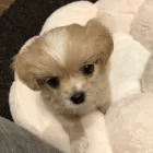 ピノキオ
