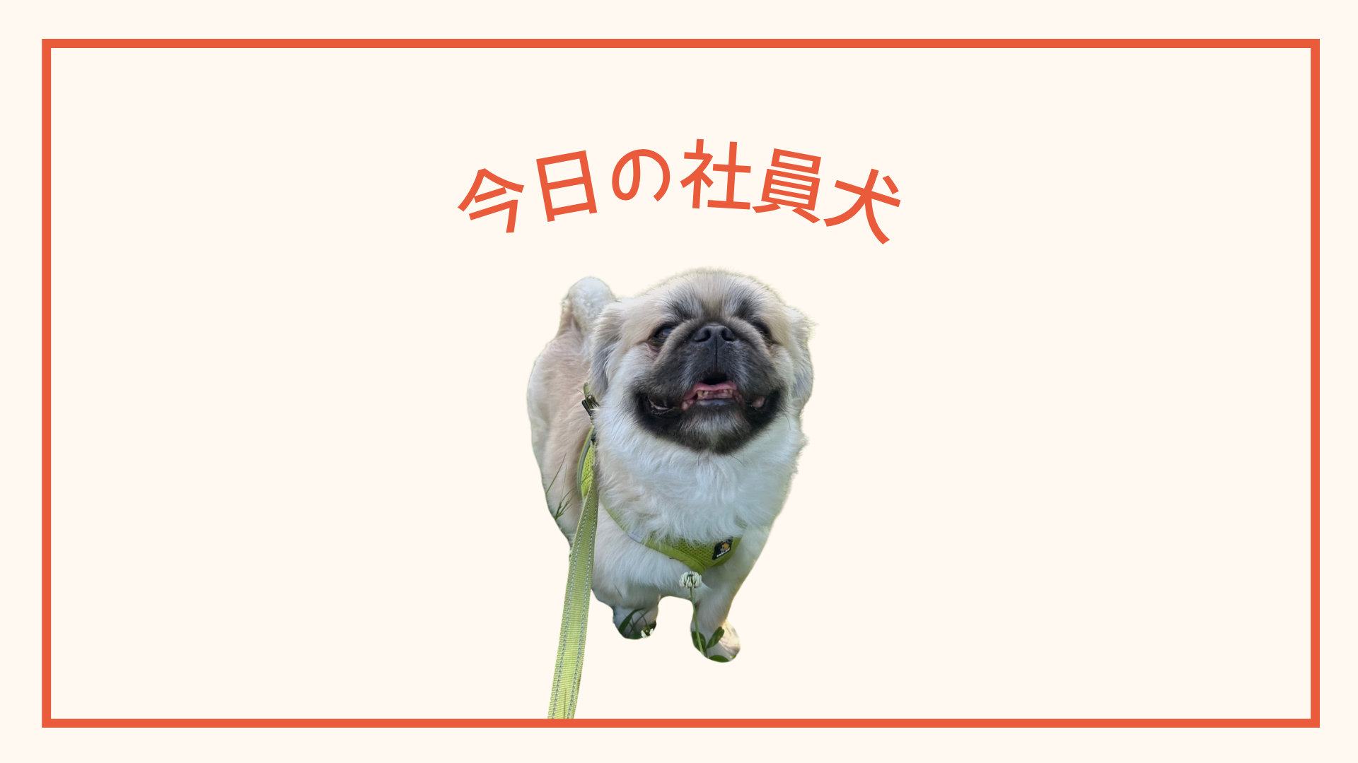 今日の社員犬