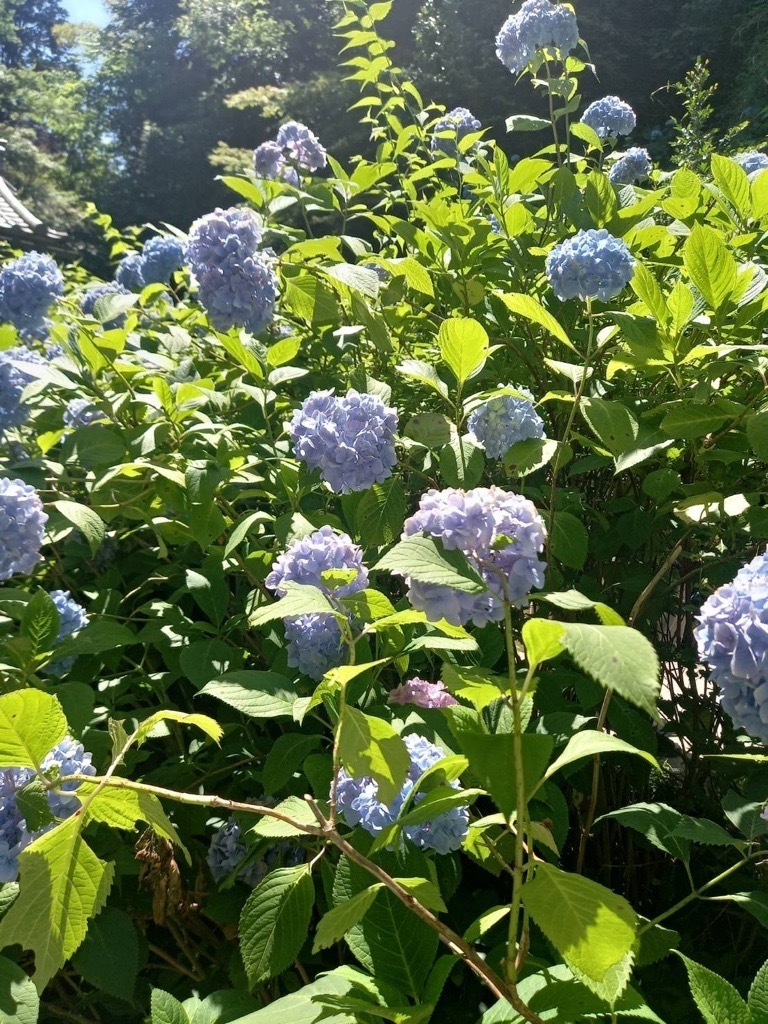 お散歩くらぶ🌸
